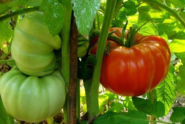 Tomato Demidov: reviews, photos, yield