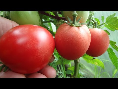 Tomato Demidov: reviews, photos, yield