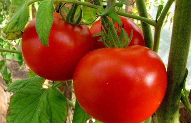 Tomato Demidov: reviews, photos, yield