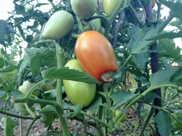 Tomato diseases: description with photos