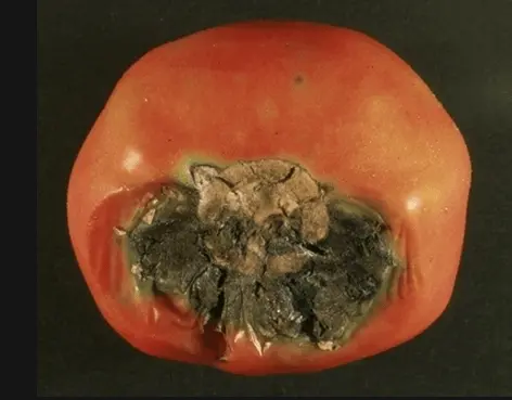 Tomato diseases: description with photos