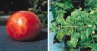 Tomato diseases: description with photos