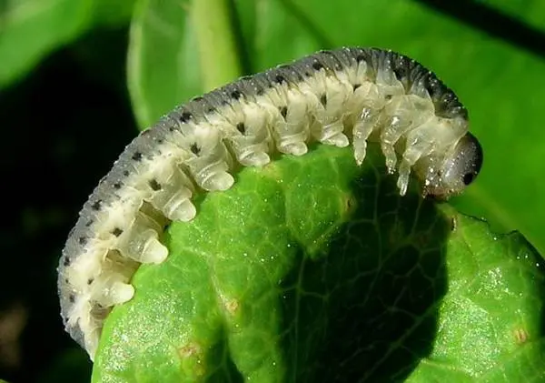 Tomato diseases: description with photos