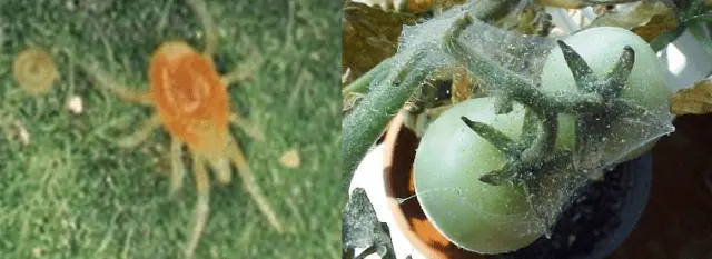 Tomato diseases: description with photos