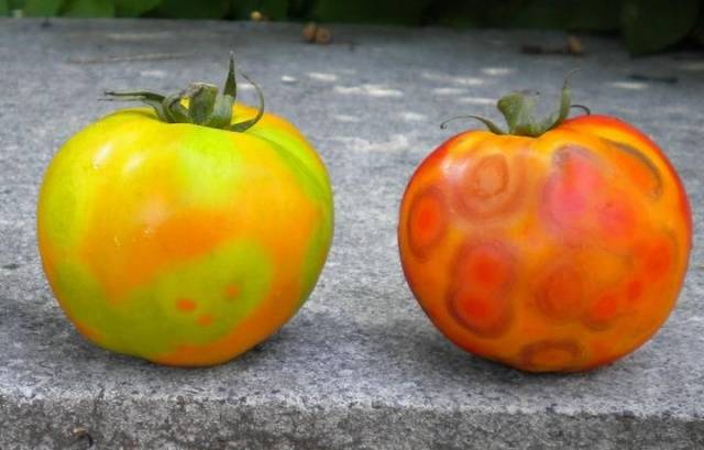 Tomato diseases: description with photos