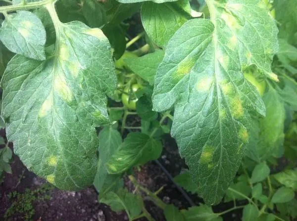 Tomato diseases: description with photos