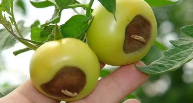 Tomato diseases: description with photos