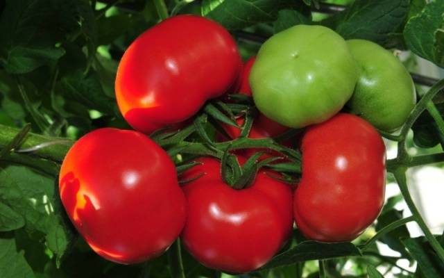 Tomato Doll F1: description, photo, reviews