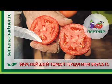 Tomato Duchess of taste: photo, description, reviews