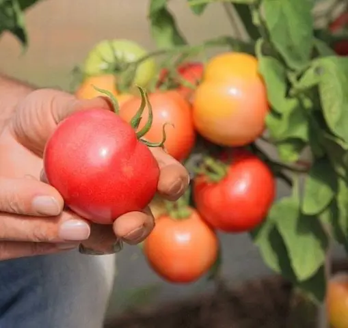 Tomato Duchess of taste: photo, description, reviews