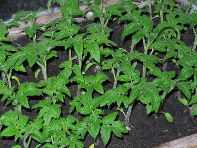 Tomato Early 83: reviews and photos of those who planted