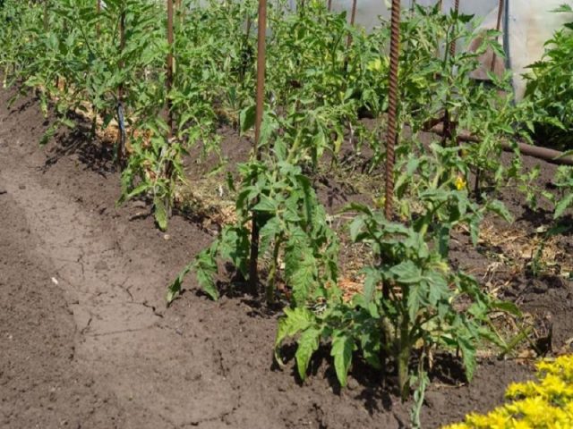 Tomato Early 83: reviews and photos of those who planted