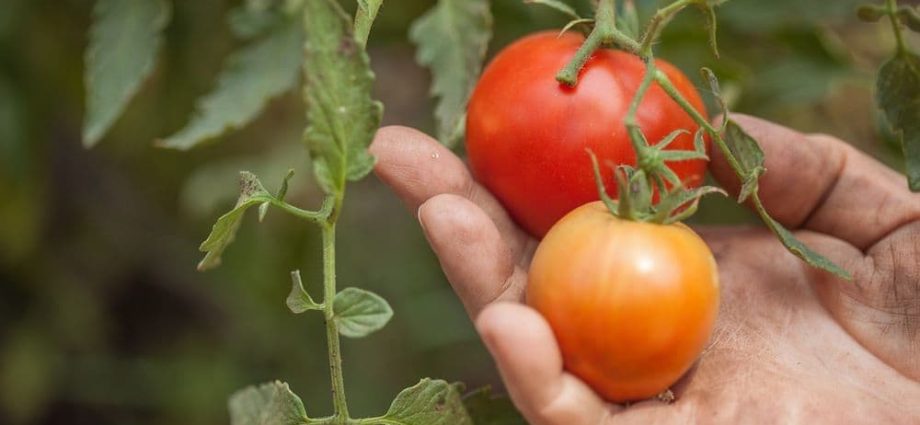 Tomato Early 83: reviews and photos of those who planted