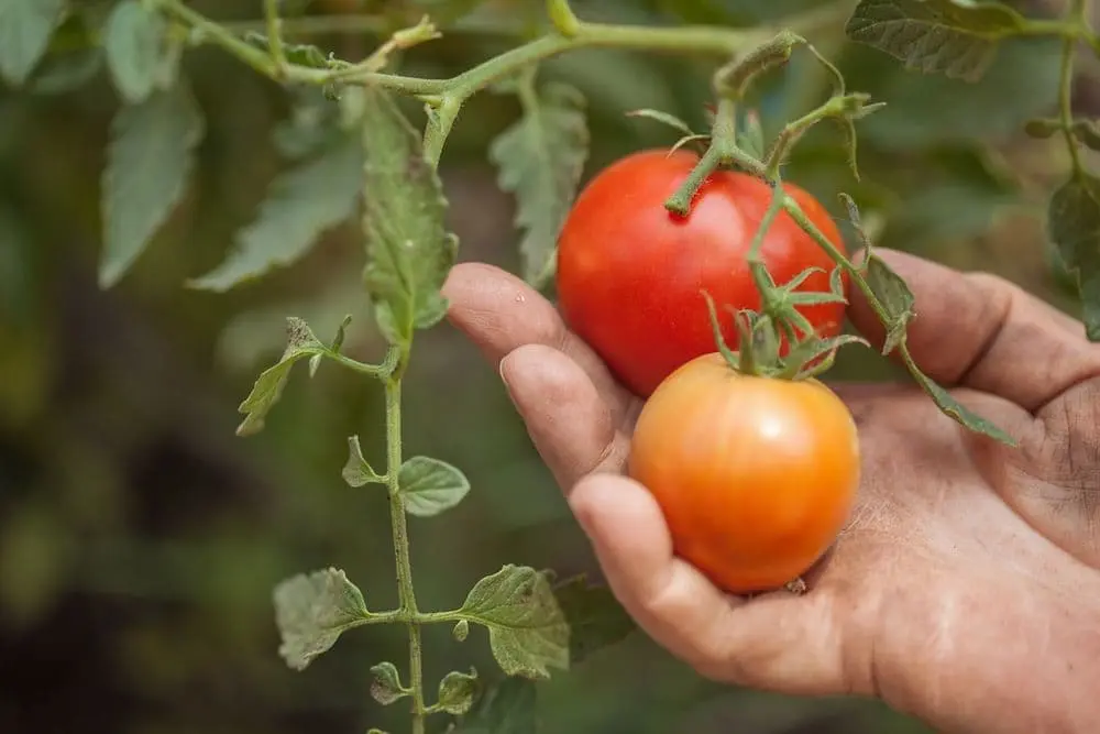 Tomato Early 83: reviews and photos of those who planted