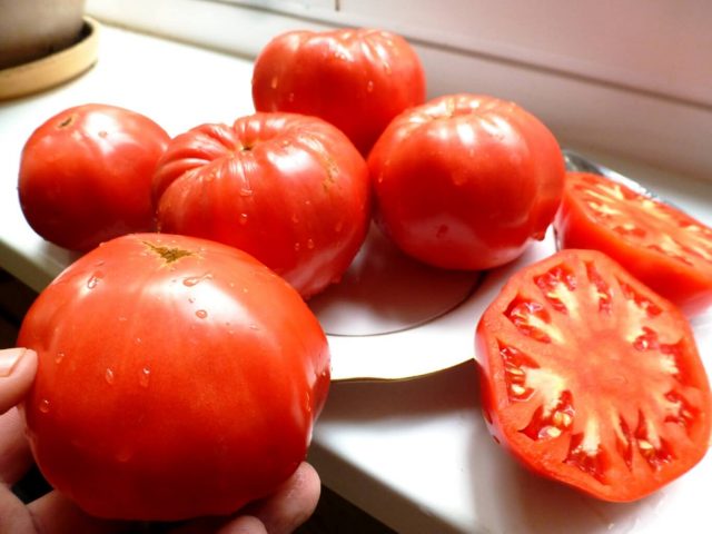 Tomato Early love: reviews, photos, yield