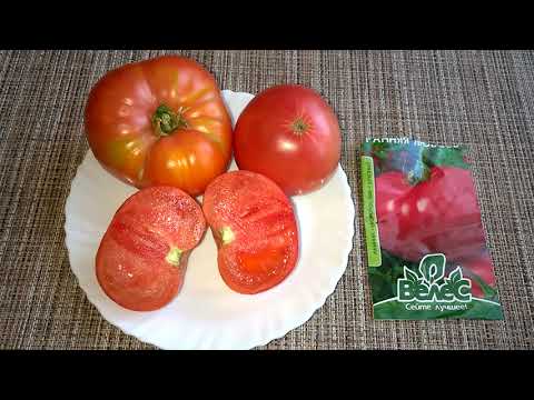 Tomato Early love: reviews, photos, yield