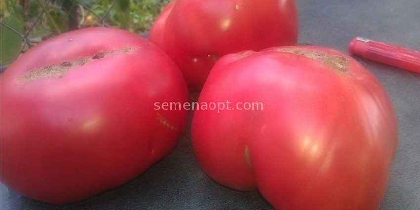 Tomato Early love: reviews, photos, yield