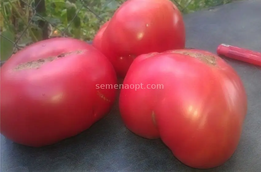 Tomato Early love: reviews, photos, yield