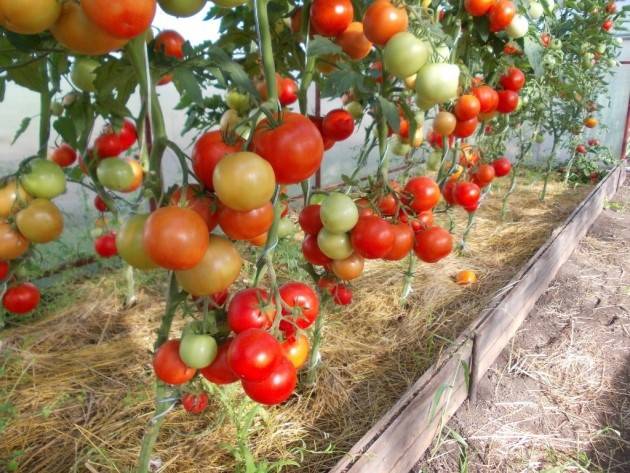 Tomato Evpator: characteristics and description of the variety