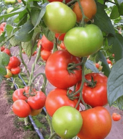 Tomato Evpator: characteristics and description of the variety