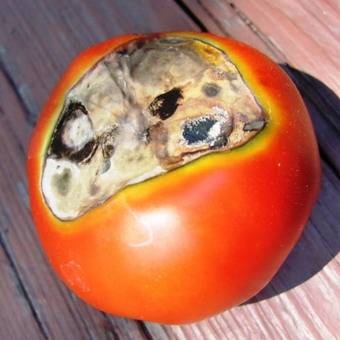 Tomato Evpator: characteristics and description of the variety