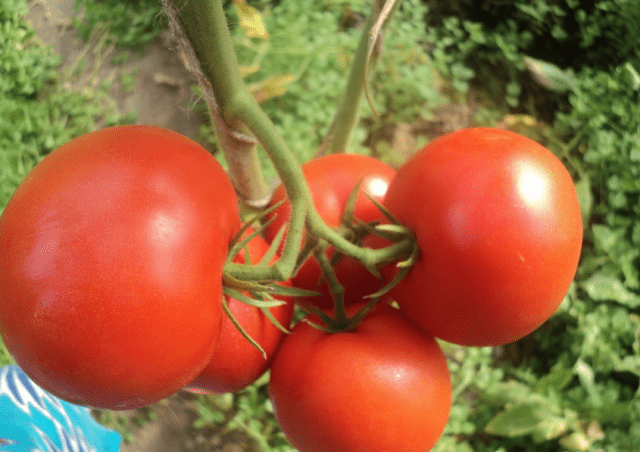 Tomato Evpator: characteristics and description of the variety