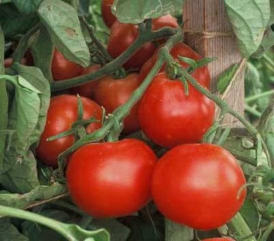 Tomato Explosion: characteristics and description of the variety