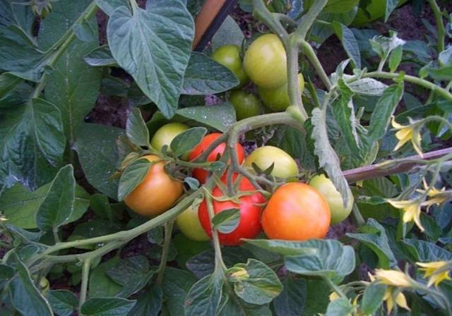 Tomato Explosion: characteristics and description of the variety