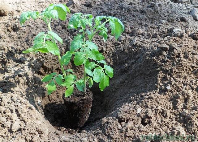 Tomato Explosion: characteristics and description of the variety