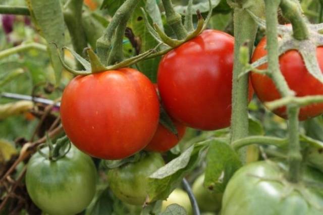 Tomato Explosion: characteristics and description of the variety