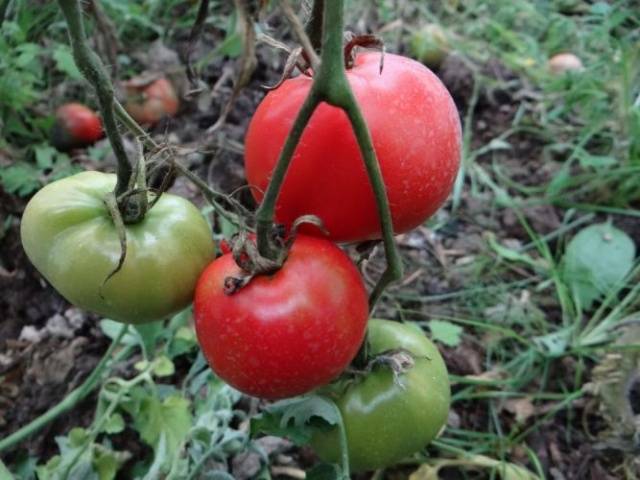 Tomato Explosion: characteristics and description of the variety