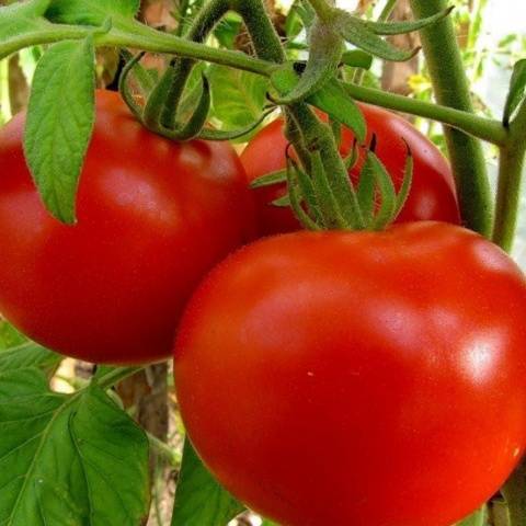 Tomato Explosion: characteristics and description of the variety