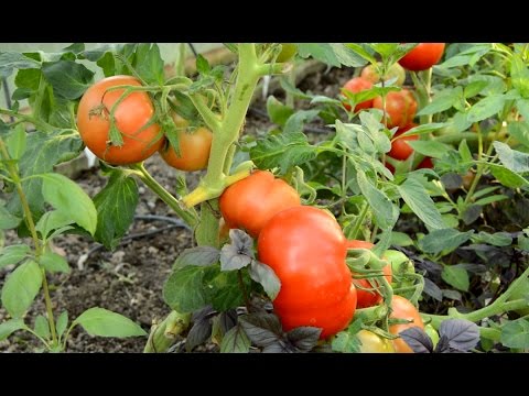 Tomato Explosion: characteristics and description of the variety