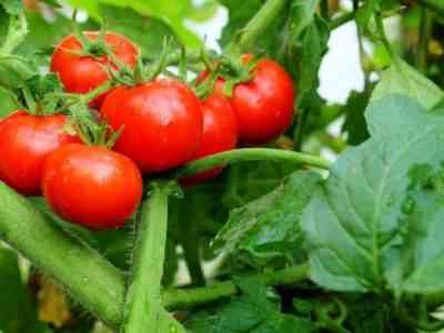 Tomato Explosion: characteristics and description of the variety