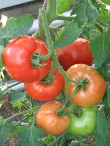 Tomato Family: reviews, photos, yield