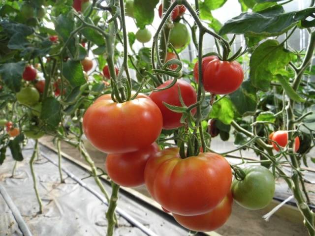 Tomato Family: reviews, photos, yield