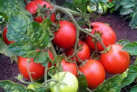 Tomato Family: reviews, photos, yield