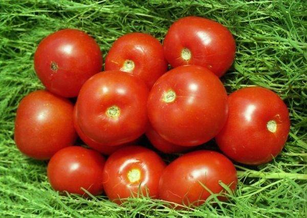 Tomato Far North: characteristics and description of the variety