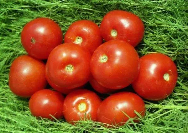 Tomato Far North: characteristics and description of the variety