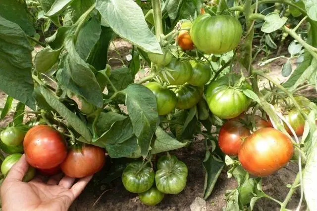 Tomato Far North: characteristics and description of the variety