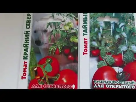 Tomato Far North: characteristics and description of the variety