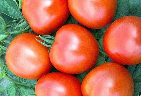 Tomato Far North: characteristics and description of the variety