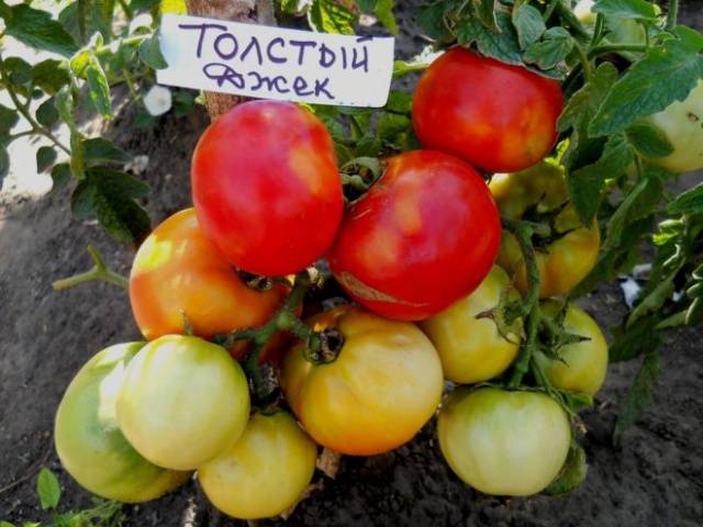 Tomato Fat Jack: reviews, photos, yield