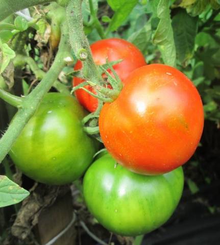 Tomato Fat Jack: reviews, photos, yield