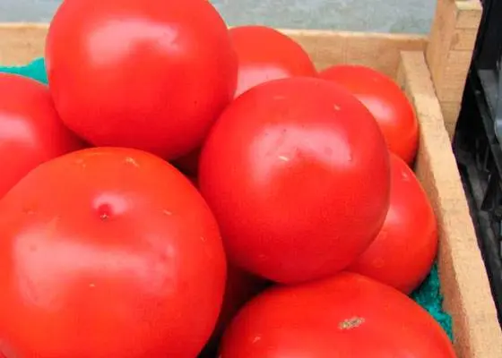 Tomato Fat Jack: reviews, photos, yield