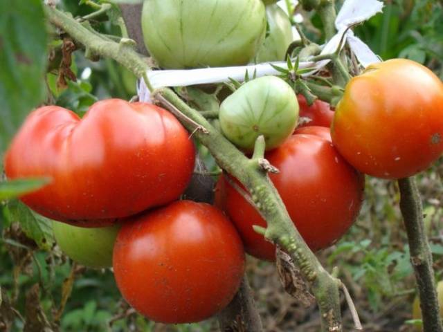 Tomato Fat Jack: reviews, photos, yield