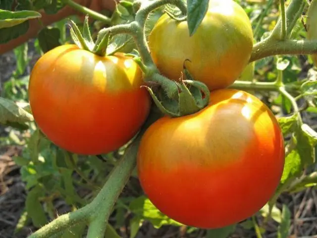 Tomato Fat Jack: reviews, photos, yield