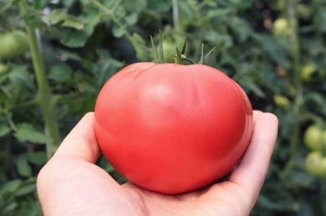 Tomato Fatima: variety description, photos, reviews