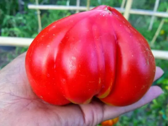 Tomato Favorite holiday: reviews, photos, yield