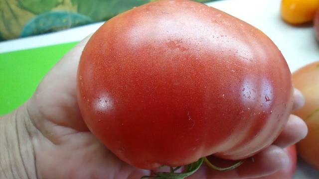 Tomato Favorite holiday: reviews, photos, yield